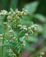 Fotografia da espécie Artemisia vulgaris