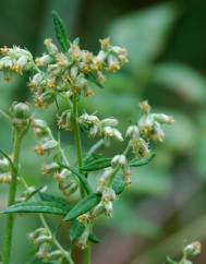 Artemisia vulgaris