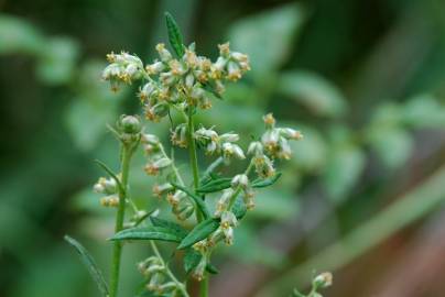 Fotografia da espécie Artemisia vulgaris