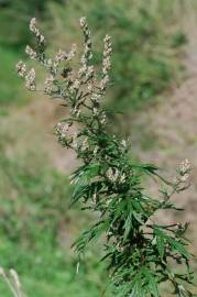 Fotografia da espécie Artemisia vulgaris