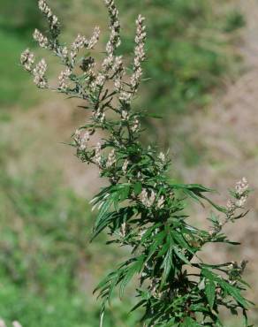 Fotografia 8 da espécie Artemisia vulgaris no Jardim Botânico UTAD