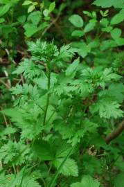 Fotografia da espécie Artemisia vulgaris