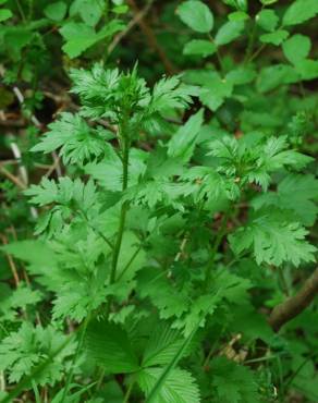 Fotografia 9 da espécie Artemisia vulgaris no Jardim Botânico UTAD