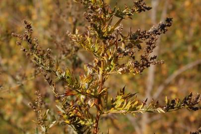 Fotografia da espécie Artemisia vulgaris