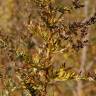 Fotografia 10 da espécie Artemisia vulgaris do Jardim Botânico UTAD