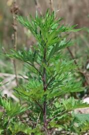 Fotografia da espécie Artemisia vulgaris