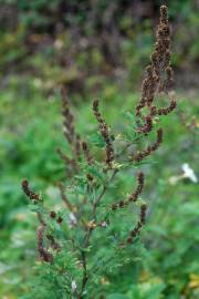 Fotografia da espécie Artemisia vulgaris