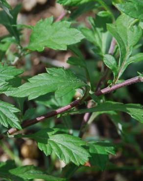 Fotografia 15 da espécie Artemisia vulgaris no Jardim Botânico UTAD