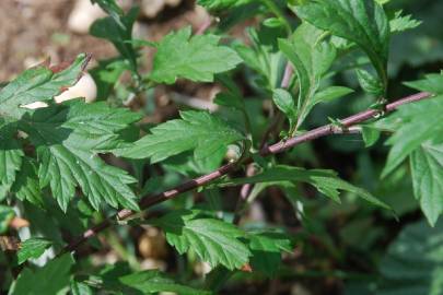 Fotografia da espécie Artemisia vulgaris