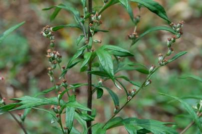 Fotografia da espécie Artemisia vulgaris