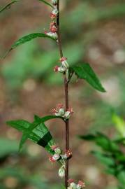 Fotografia da espécie Artemisia vulgaris