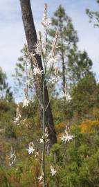 Fotografia da espécie Asphodelus serotinus