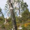 Fotografia 6 da espécie Asphodelus serotinus do Jardim Botânico UTAD