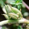 Fotografia 7 da espécie Astragalus sesameus do Jardim Botânico UTAD