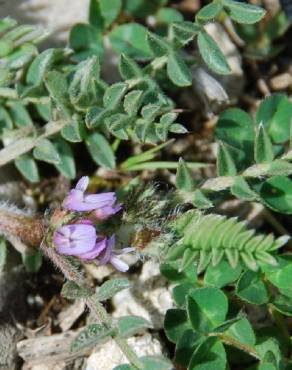 Fotografia 8 da espécie Astragalus sesameus no Jardim Botânico UTAD