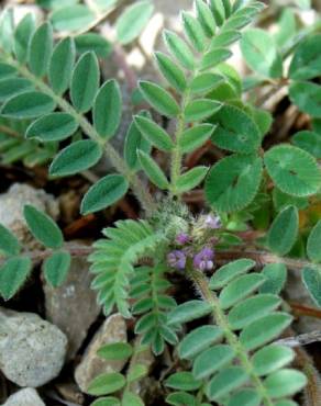 Fotografia 9 da espécie Astragalus sesameus no Jardim Botânico UTAD