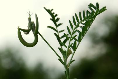 Fotografia da espécie Astragalus hamosus