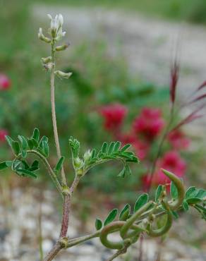 Fotografia 6 da espécie Astragalus hamosus no Jardim Botânico UTAD