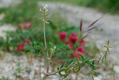 Fotografia da espécie Astragalus hamosus