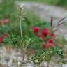 Fotografia 6 da espécie Astragalus hamosus do Jardim Botânico UTAD