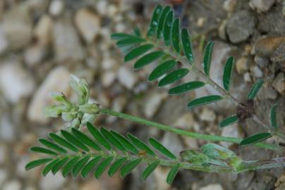 Fotografia da espécie Astragalus hamosus