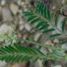 Fotografia 7 da espécie Astragalus hamosus do Jardim Botânico UTAD