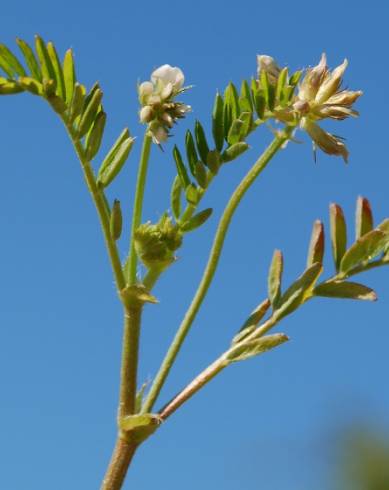 Fotografia de capa Astragalus hamosus - do Jardim Botânico