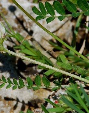 Fotografia 9 da espécie Astragalus hamosus no Jardim Botânico UTAD