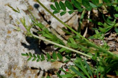 Fotografia da espécie Astragalus hamosus