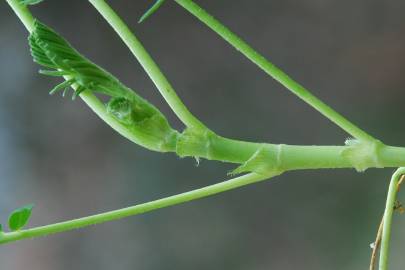 Fotografia da espécie Astragalus hamosus