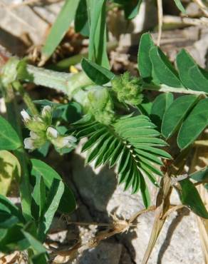 Fotografia 12 da espécie Astragalus hamosus no Jardim Botânico UTAD