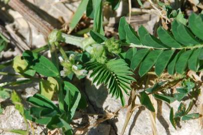 Fotografia da espécie Astragalus hamosus