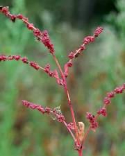 Fotografia da espécie Atriplex prostrata