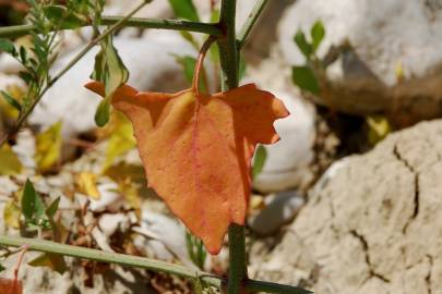 Fotografia da espécie Atriplex prostrata