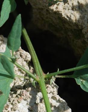 Fotografia 17 da espécie Atriplex prostrata no Jardim Botânico UTAD