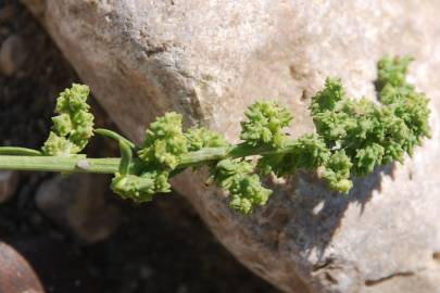 Fotografia da espécie Atriplex patula