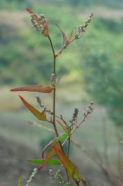 Fotografia da espécie Atriplex patula