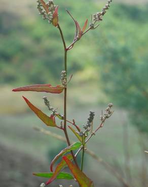 Fotografia 10 da espécie Atriplex patula no Jardim Botânico UTAD