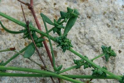 Fotografia da espécie Atriplex patula