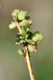 Fotografia da espécie Atriplex patula