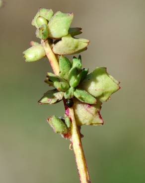 Fotografia 12 da espécie Atriplex patula no Jardim Botânico UTAD