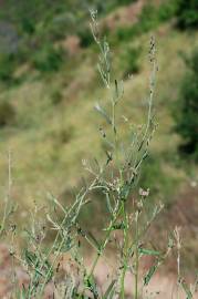 Fotografia da espécie Atriplex patula