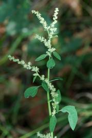 Fotografia da espécie Atriplex patula