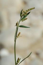 Fotografia da espécie Atriplex patula