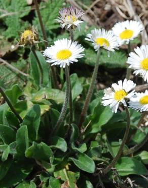 Fotografia 7 da espécie Bellis sylvestris no Jardim Botânico UTAD