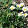 Fotografia 7 da espécie Bellis sylvestris do Jardim Botânico UTAD