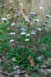 Fotografia da espécie Bellis sylvestris