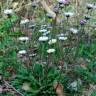 Fotografia 8 da espécie Bellis sylvestris do Jardim Botânico UTAD