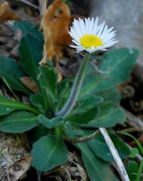 Fotografia 9 da espécie Bellis sylvestris no Jardim Botânico UTAD