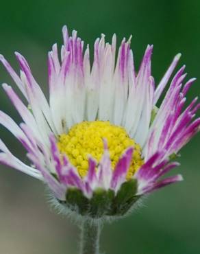 Fotografia 1 da espécie Bellis sylvestris no Jardim Botânico UTAD